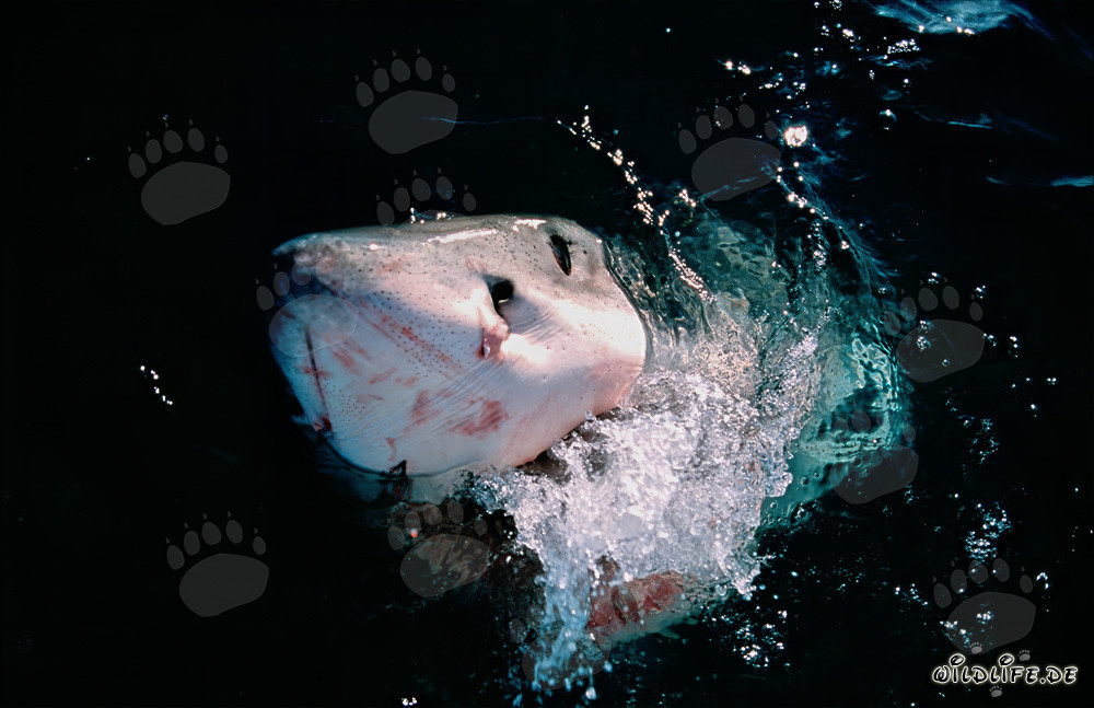 Impresionante tiburón blanco emerge del mar