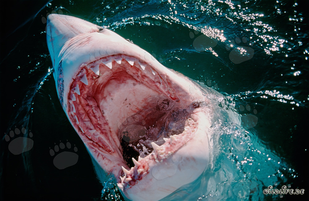 Fascinante aperçu de la gueule du grand requin blanc