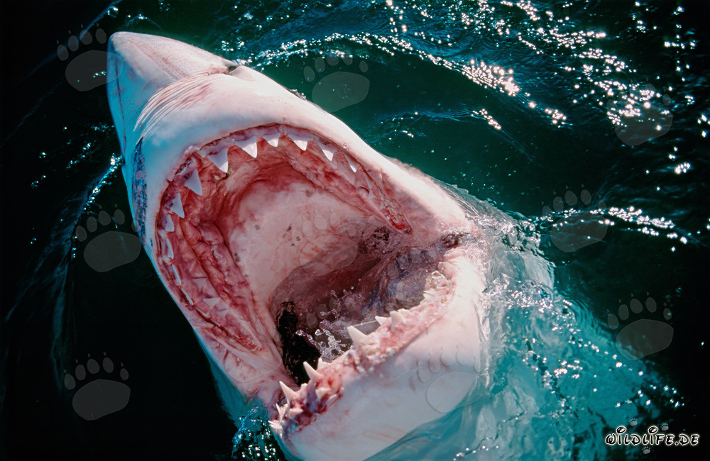 Fascinating glimpse into the mouth of the Great White Shark