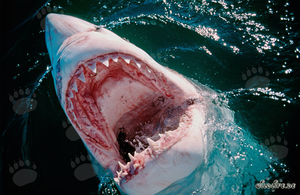 Fascinante visión de la boca del tiburón blanco