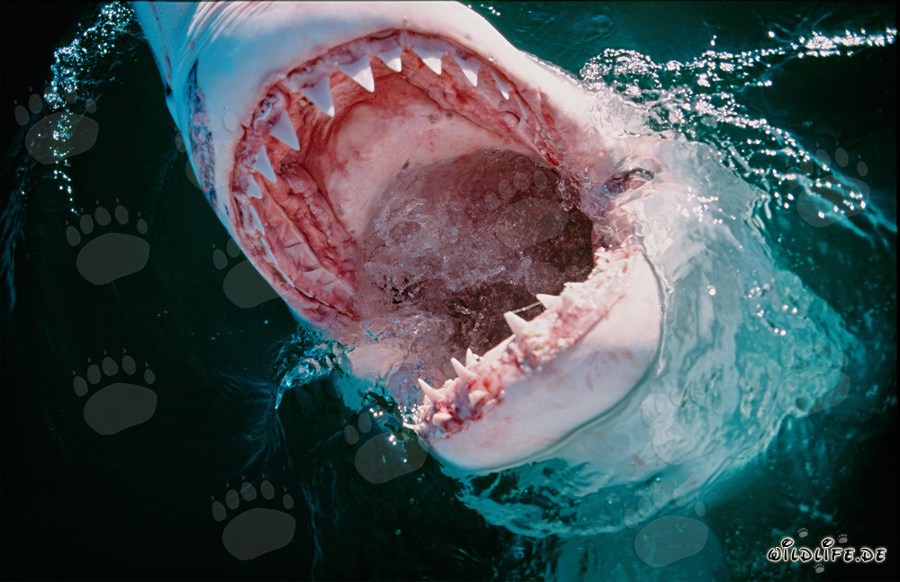 Gran tiburón blanco en acción