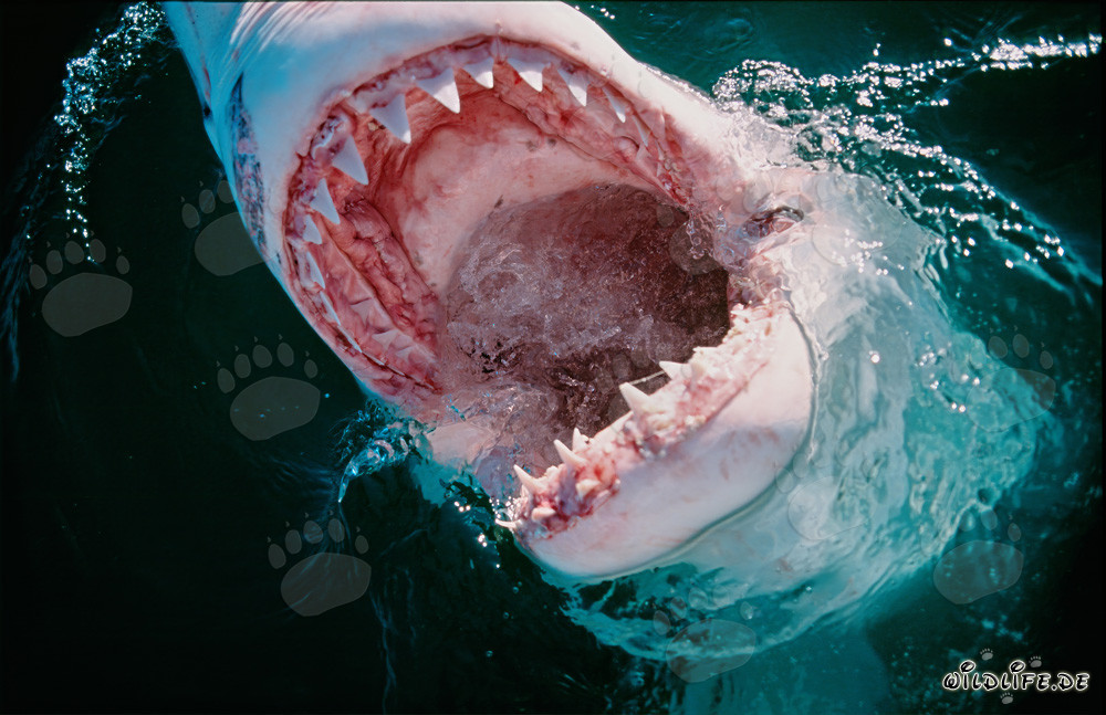 Grand requin blanc en action