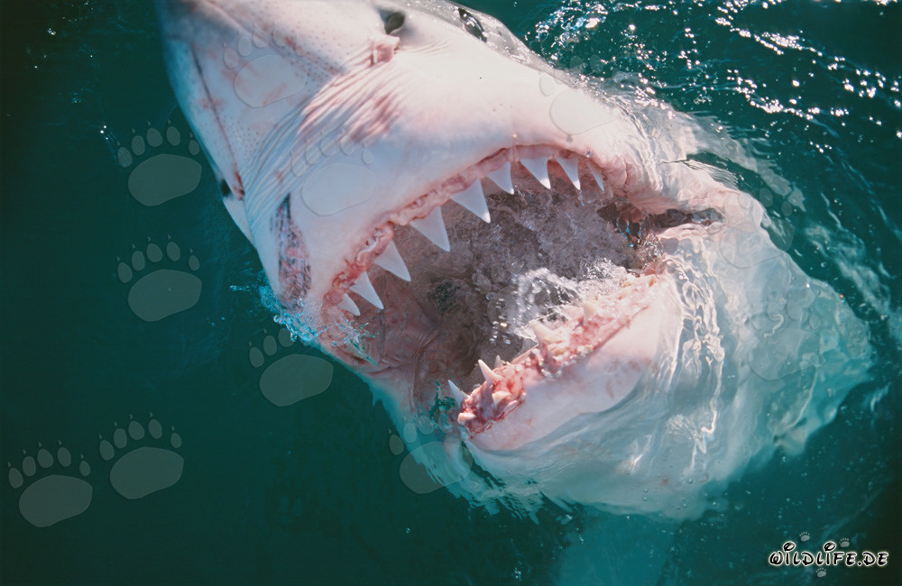 Terrifying Teeth of the Great White Shark