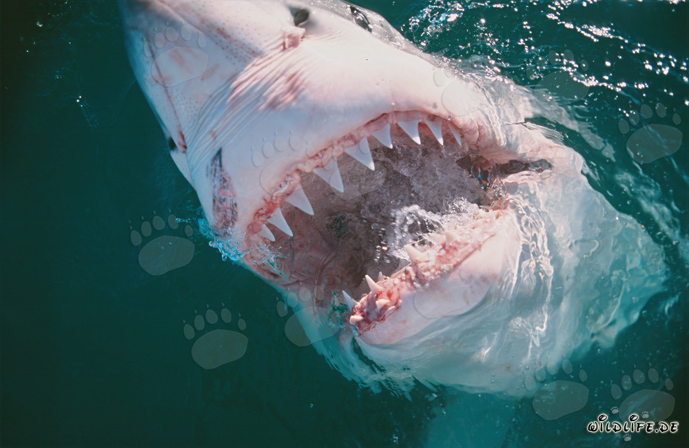 Les redoutables dents du requin blanc