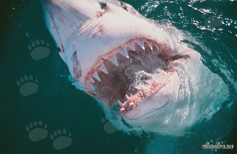 Aterradora dentadura del Gran Tiburón Blanco