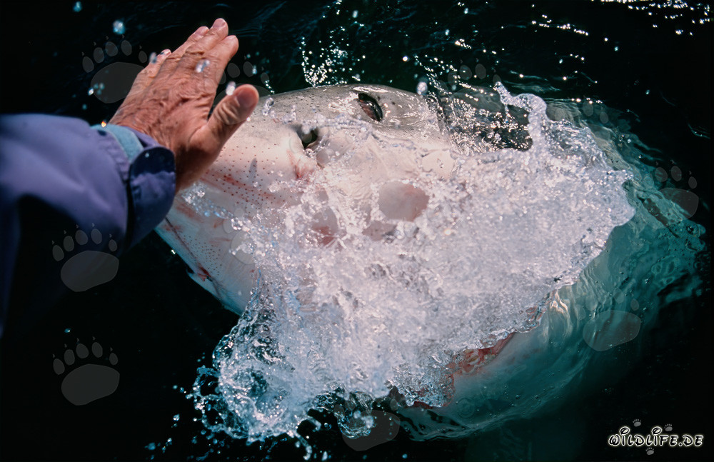 Hand Contact with a Great White Shark