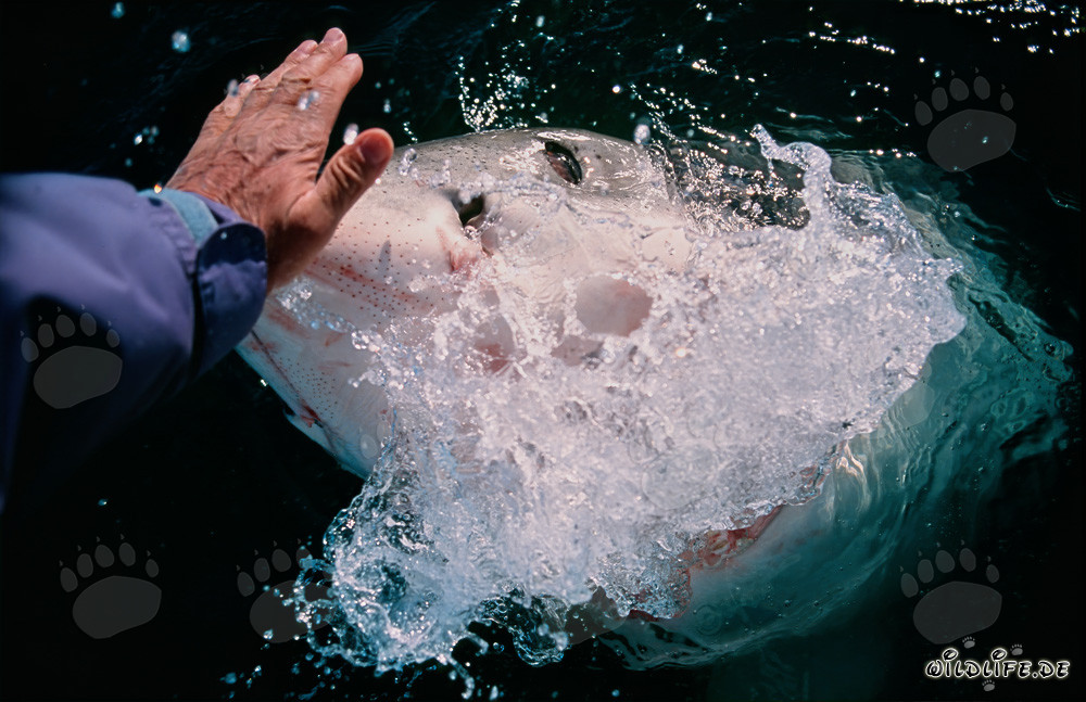 Contact manuel avec un grand requin blanc