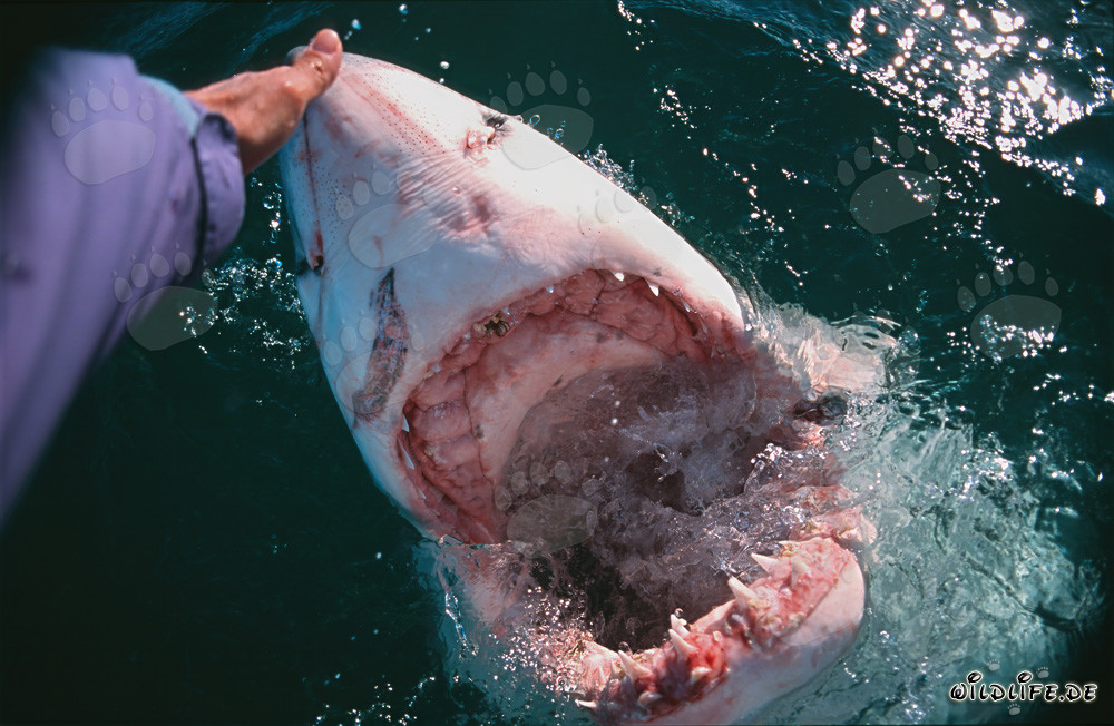 Fascinating Handcontact with the Great White Shark