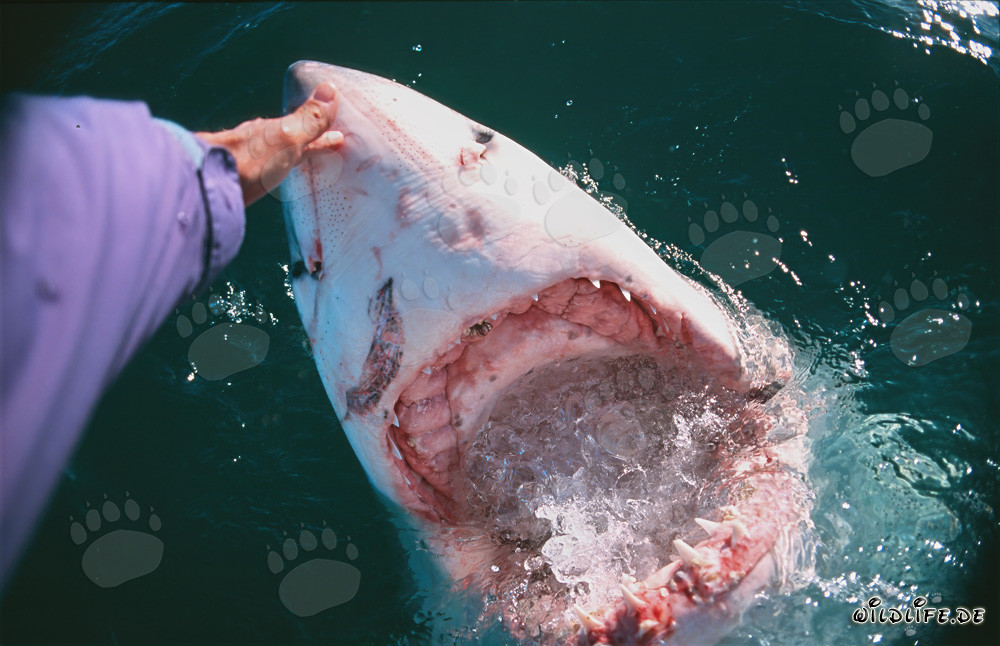 Contact manuel avec le grand requin blanc - Une rencontre courageuse dans l'océan