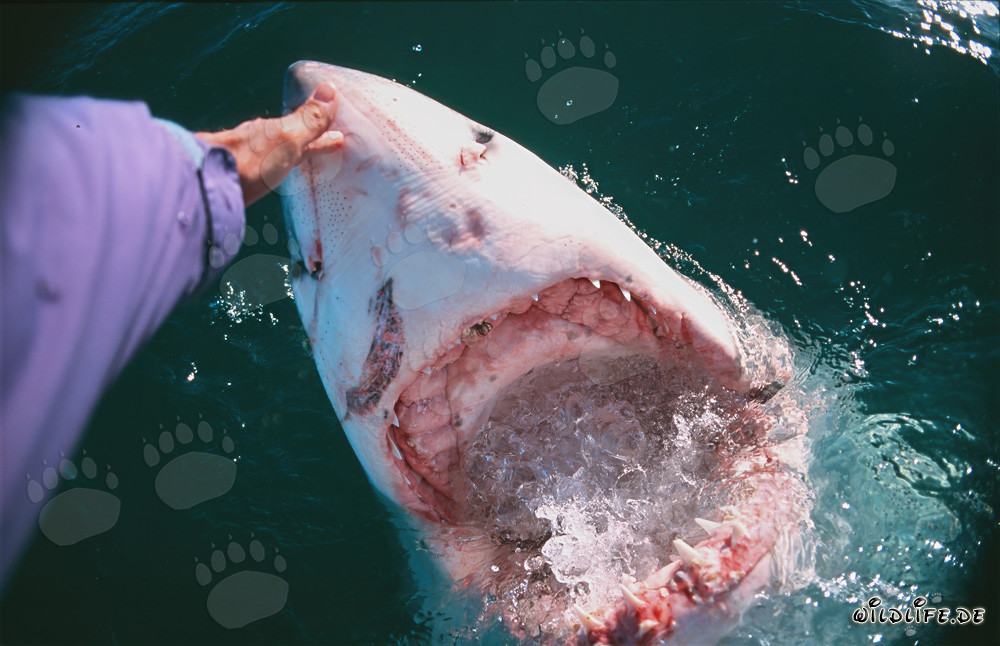 Contacto manual con el tiburón blanco - Un encuentro valiente en el océano