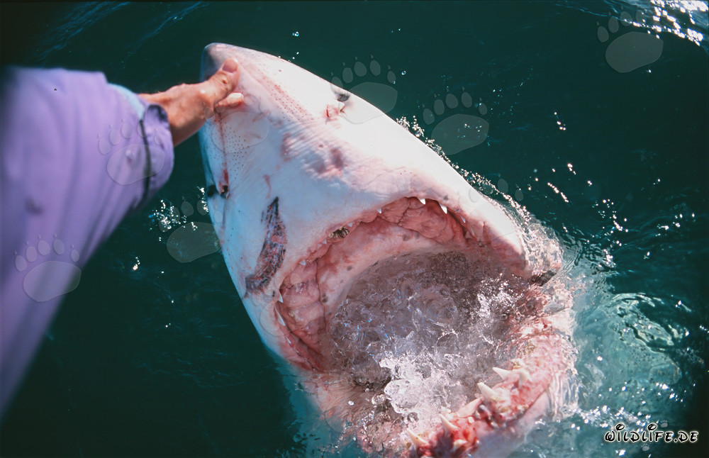 Touching the Nose of a Great White Shark - A Brave Encounter in the Ocean