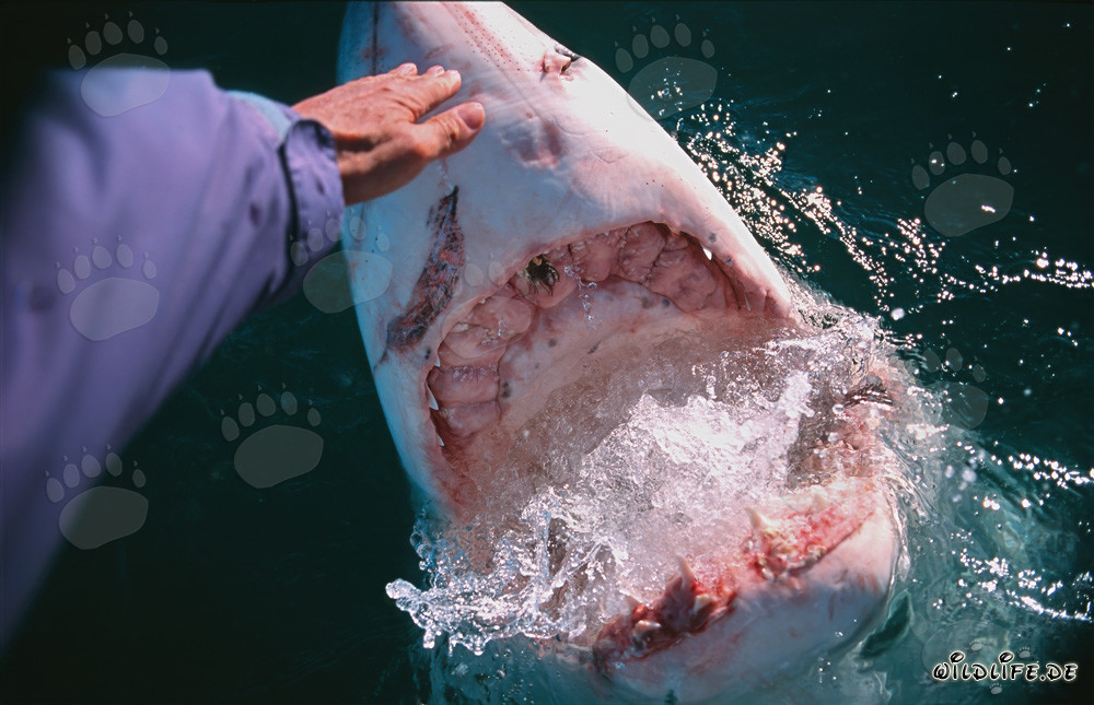 Hand Contact with a Great White Shark