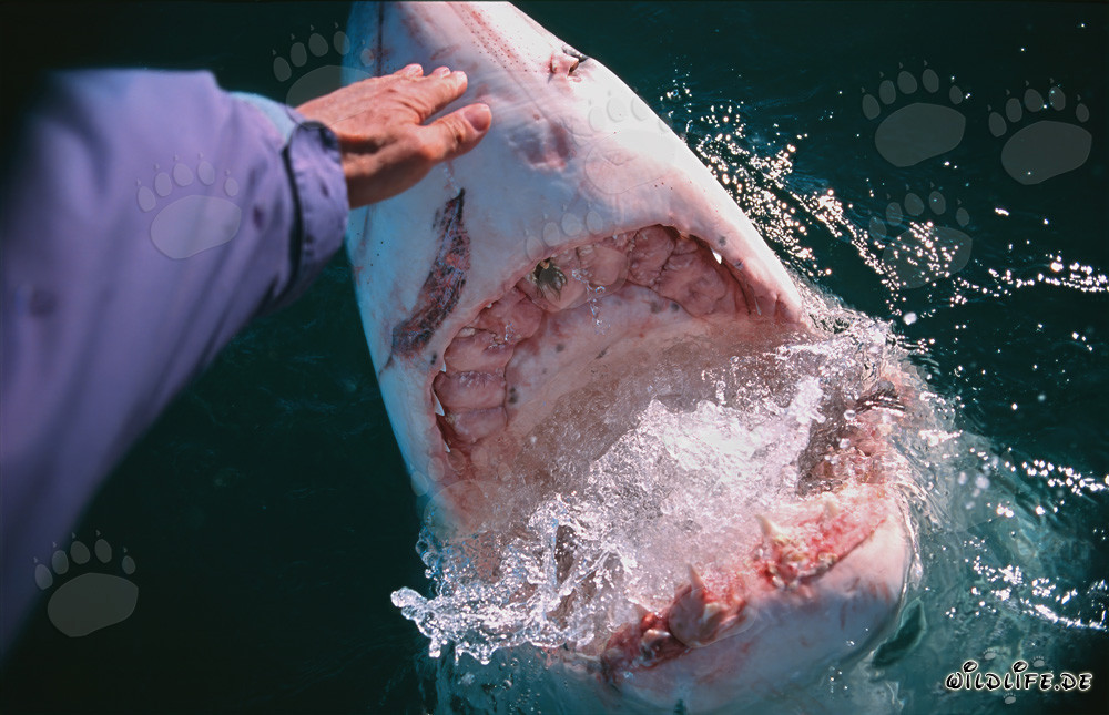 Contact manuel avec un grand requin blanc