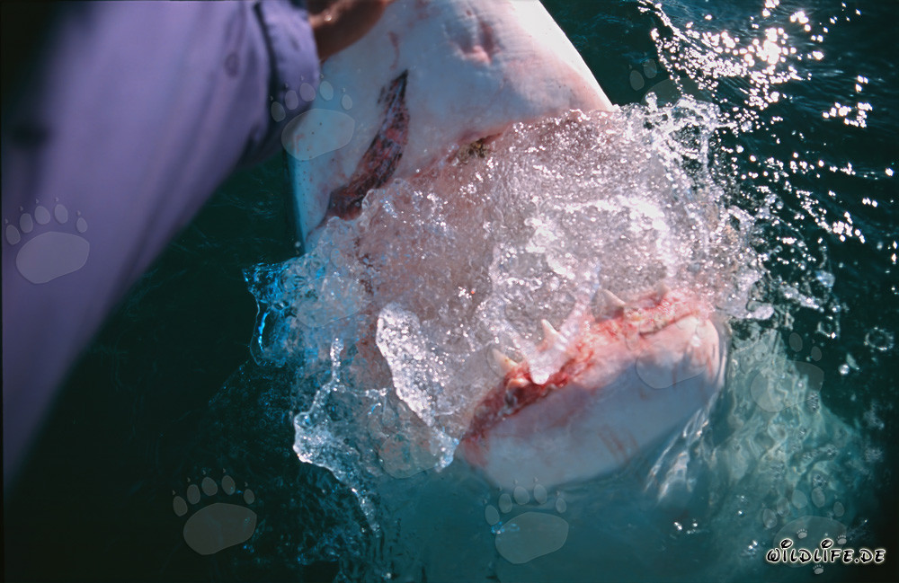 Rencontre fascinante avec un grand requin blanc devant Gansbaai