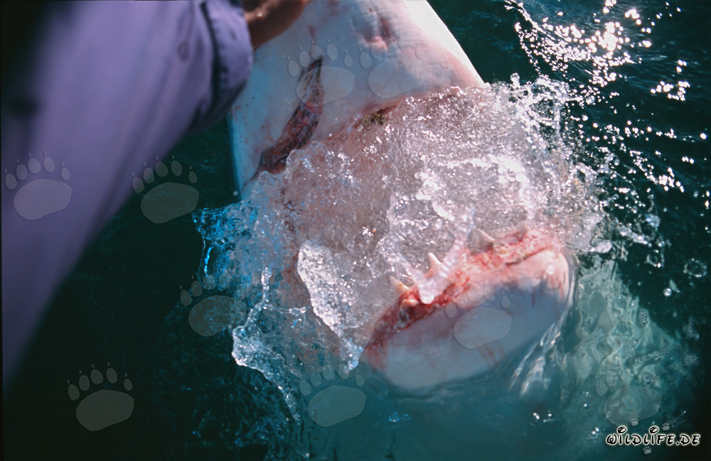 Fascinating Encounter with a Great White Shark off Gansbaai
