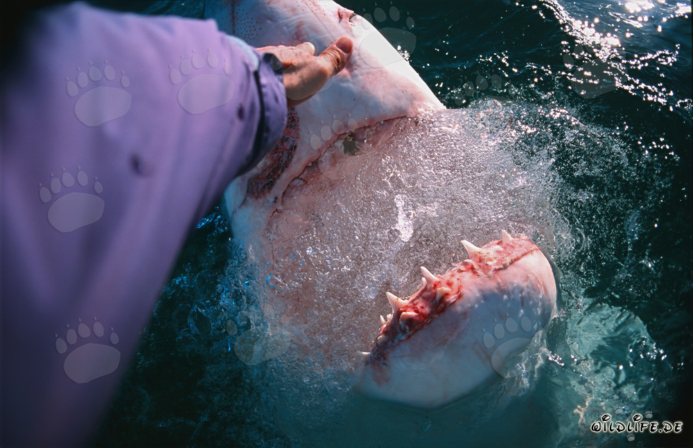 Touching the shark nose of a Great White Shark