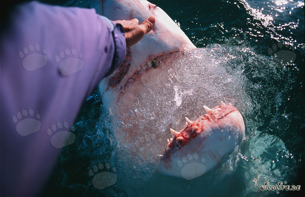 Toucher le museau d'un grand requin blanc