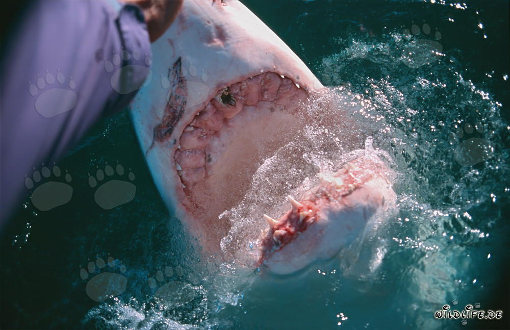 Fascinating Encounter: Great White Shark and Human Hand