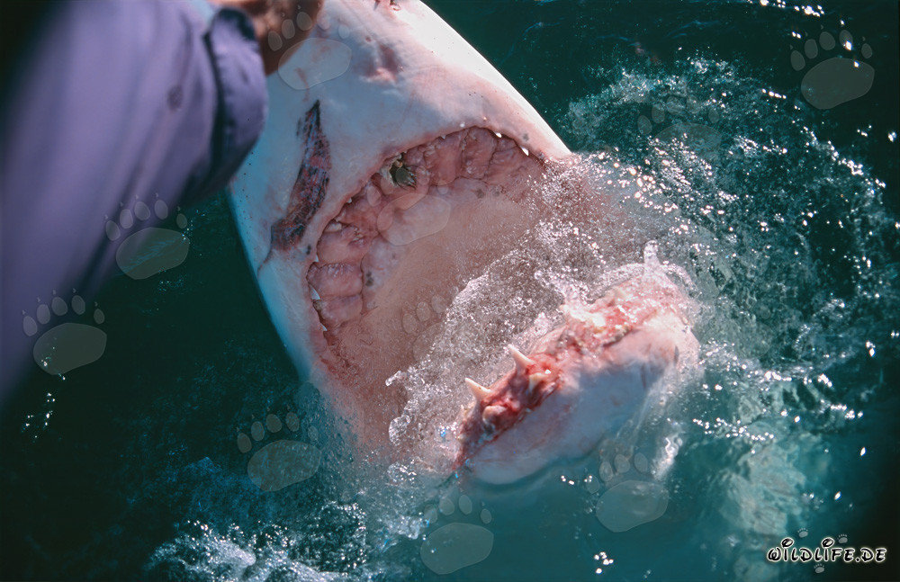 Rencontre fascinante : requin blanc et main humaine