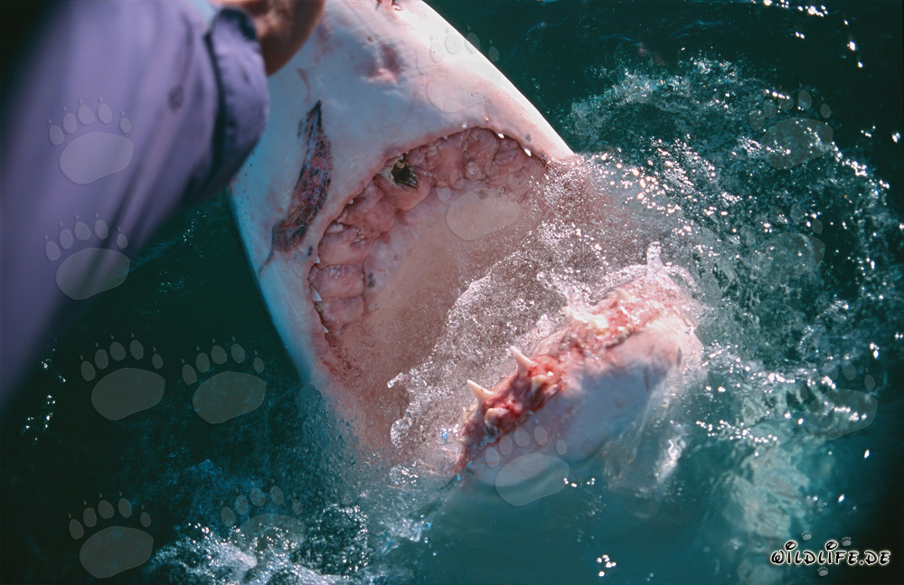 Encuentro fascinante: tiburón blanco y mano humana