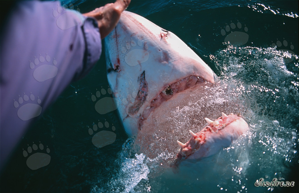 Fascinating Encounter: Hand Contact with the Great White Shark