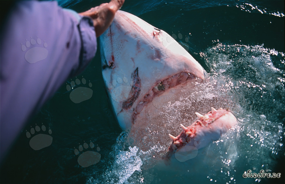 Rencontre fascinante : contact manuel avec le grand requin blanc