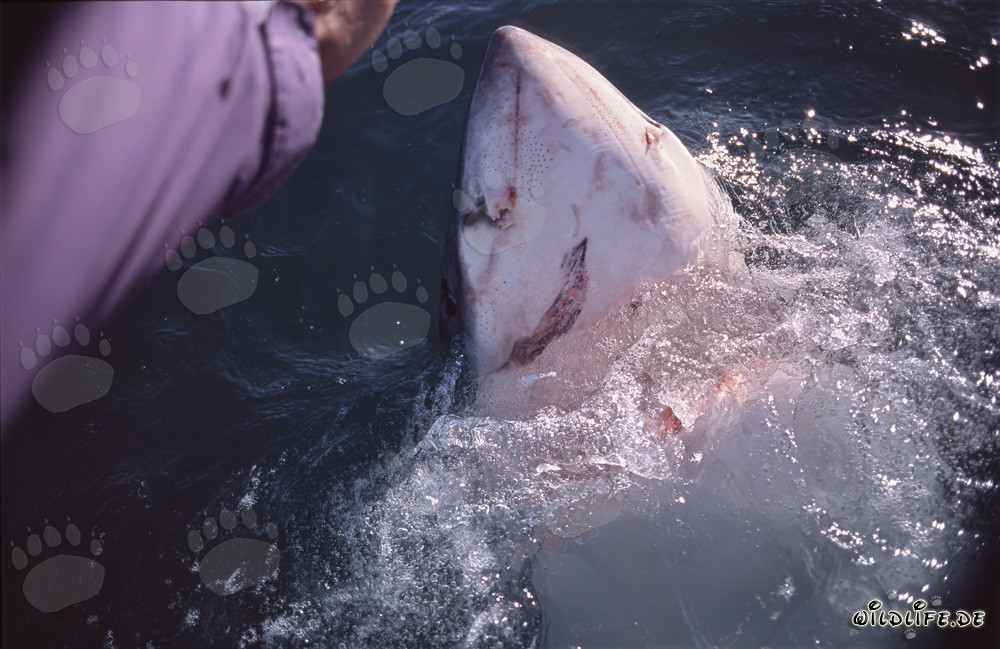 Le grand requin blanc perce verticalement l'eau