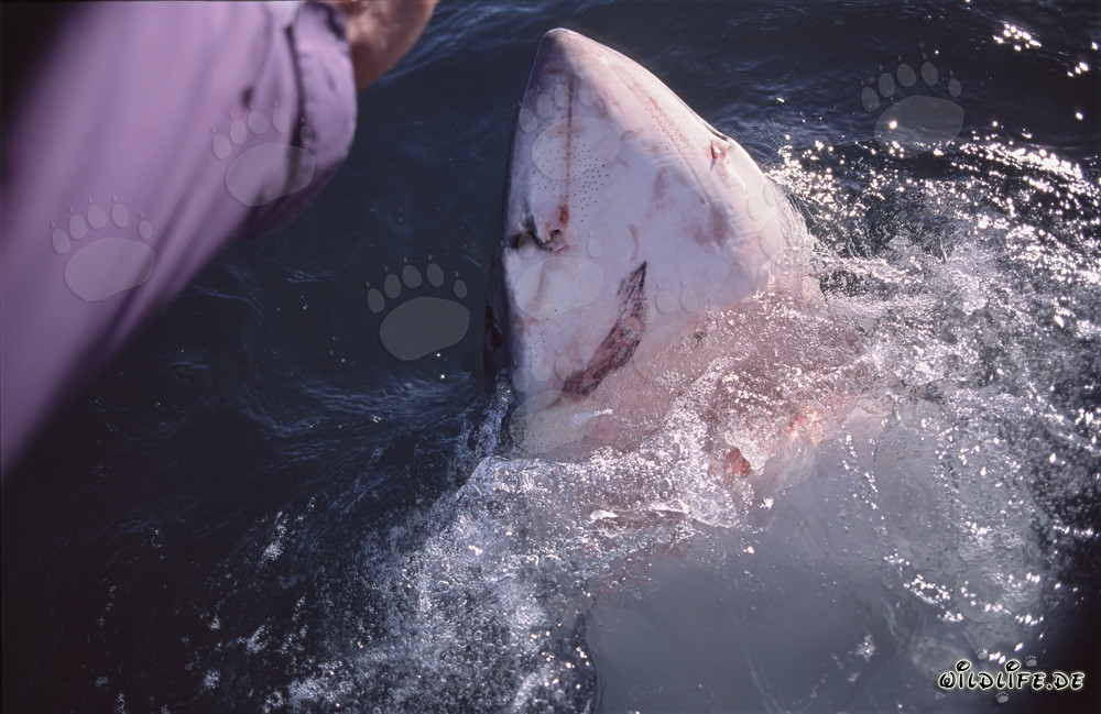 Great White Shark breaking the water surface vertically