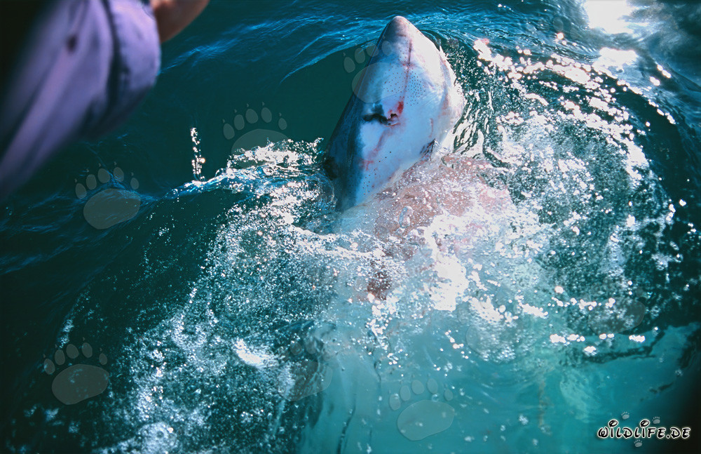 Impresionante captura de un gran tiburón blanco saltando fuera del agua