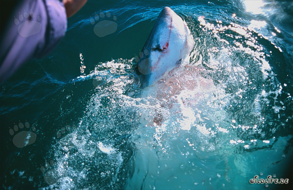 Impressionnante capture d'un grand requin blanc sautant hors de l'eau