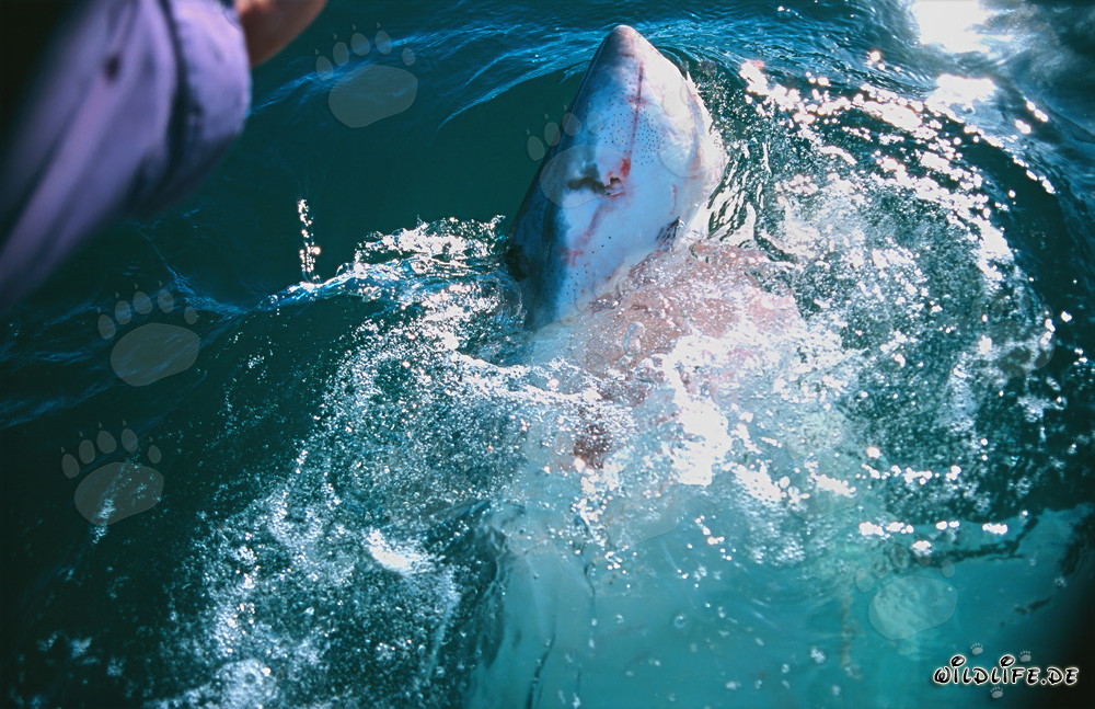 Impressive shot of a Great White Shark leaping out of the water