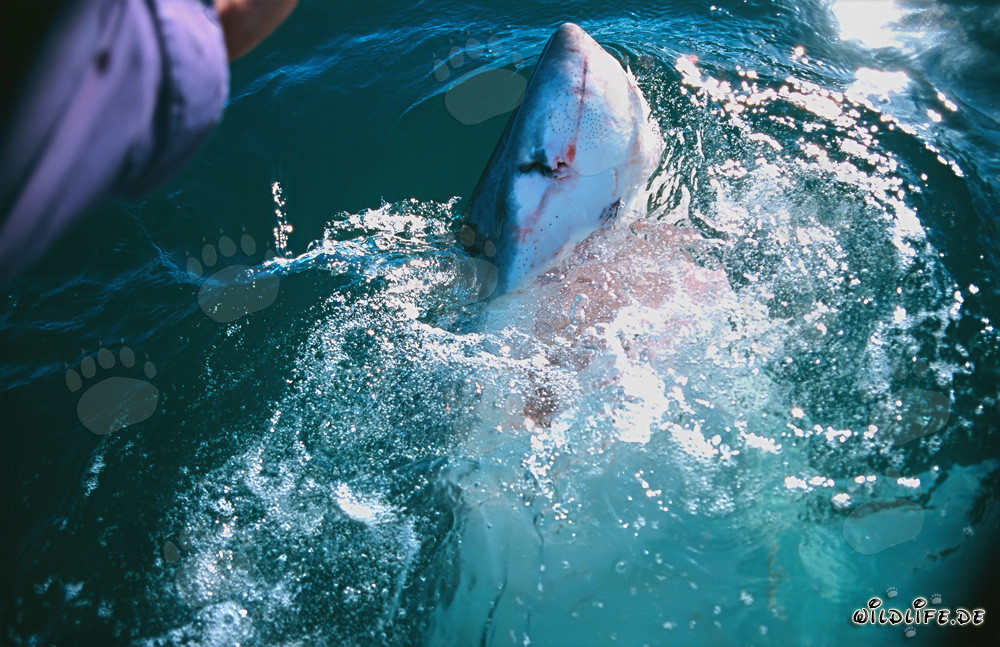 Impressionante scatto di uno squalo bianco che salta fuori dall'acqua