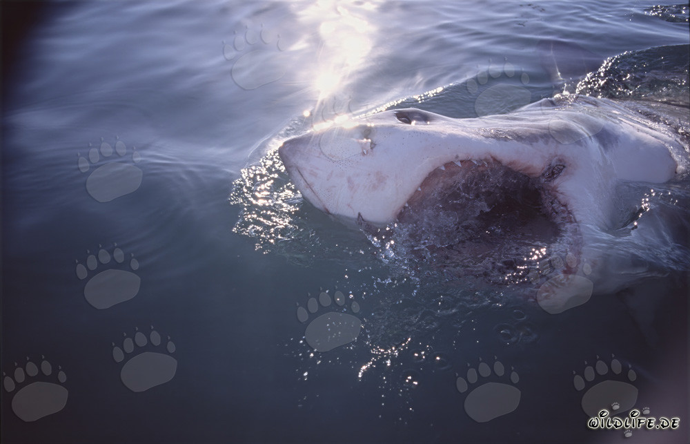 Photo impressionnant d'un grand requin blanc avec la gueule ouverte