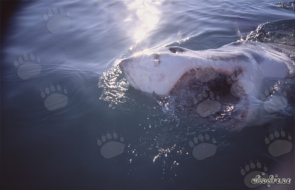 Impressive photo of a Great White Shark with open mouth