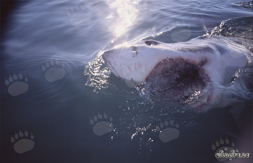 Impresionante foto de un tiburón blanco con la boca abierta