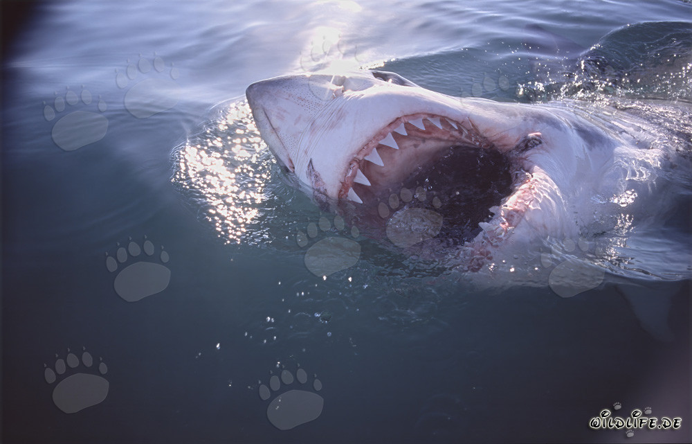 The majestic great white shark with his impressive teeth