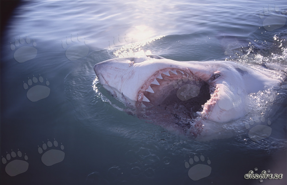 El Gran Tiburón Blanco - Gigante Fascinante de los Mares