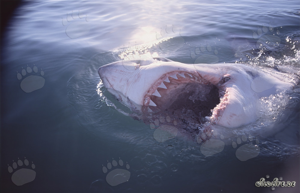 Le Grand Requin Blanc - Géant Fascinant des Mers