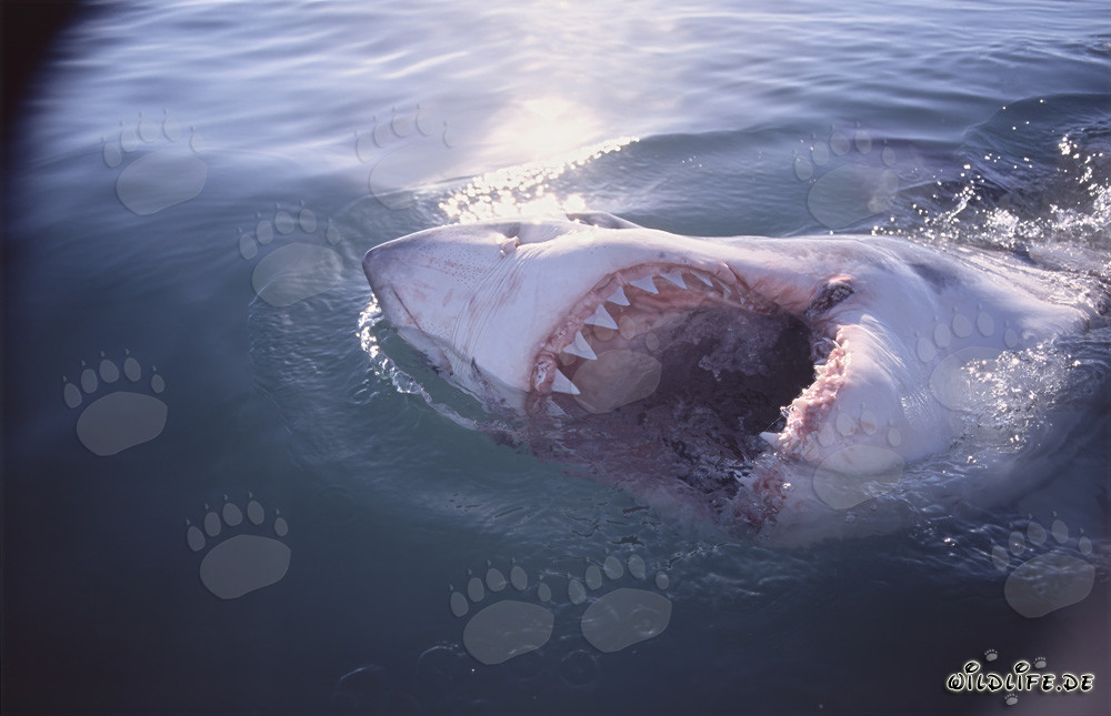 The Great White Shark - Fascinating Giant of the Seas