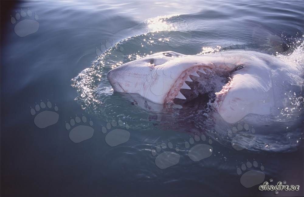 The majestic Great White Shark and its impressive sharp teeth