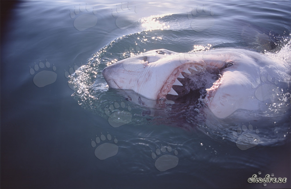 El majestuoso tiburón blanco y sus impresionantes dientes afilados