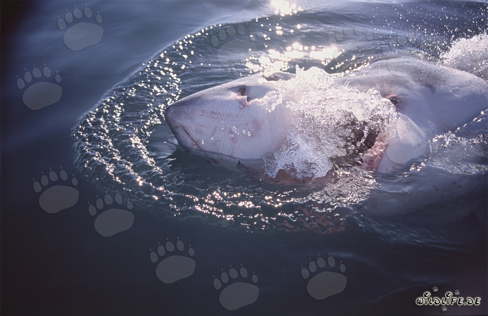 Grand requin blanc impressionnant émerge à la surface de l'eau