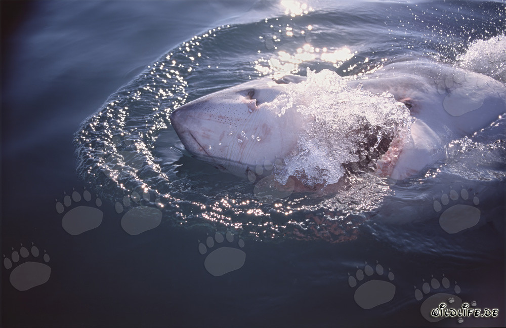 Impressive Great White Shark emerges at the water surface