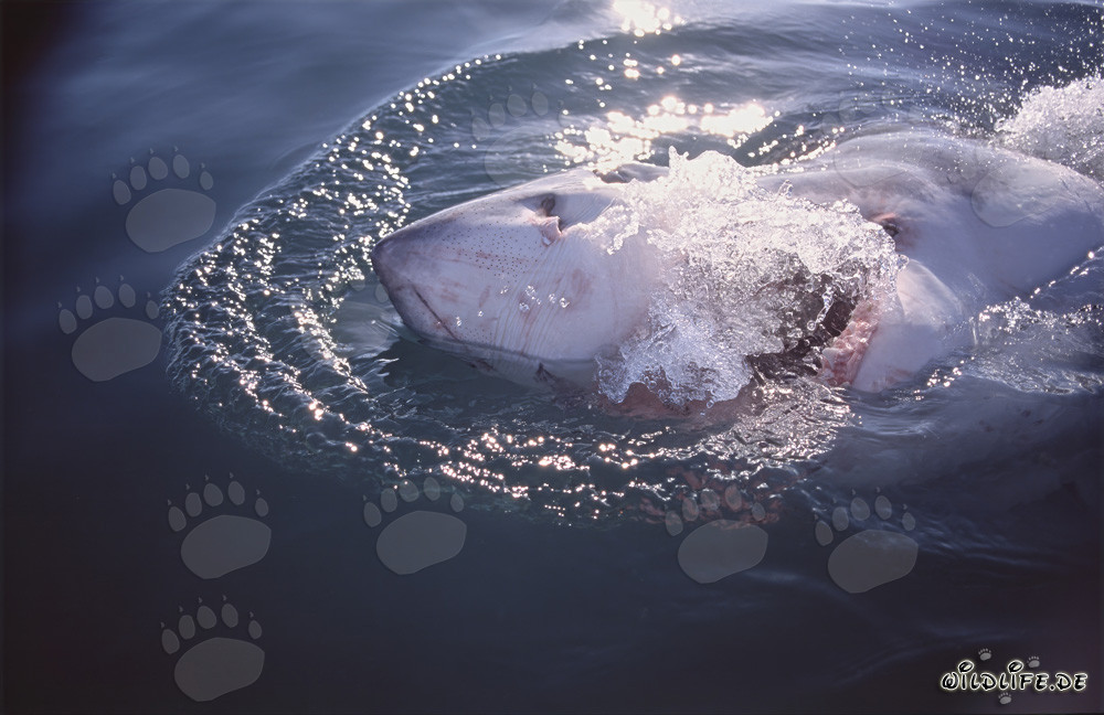 Impresionante tiburón blanco emerge en la superficie del agua