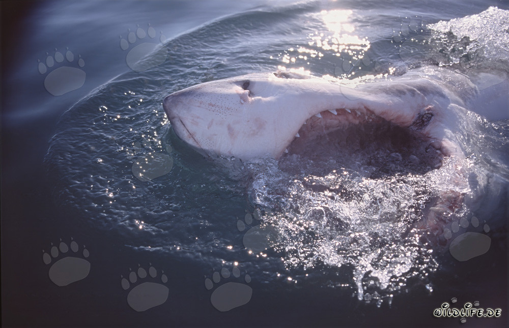 Impressive Great White Shark with open mouth off the coast of Gansbaai