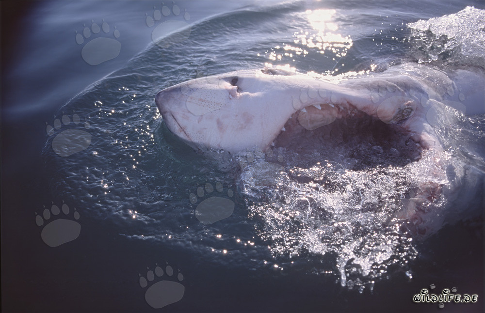 Impresionante tiburón blanco con la boca abierta frente a la costa de Gansbaai