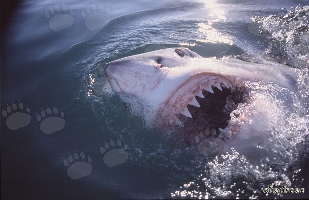 Fascinating great white shark shows its impressive teeth at the sea surface
