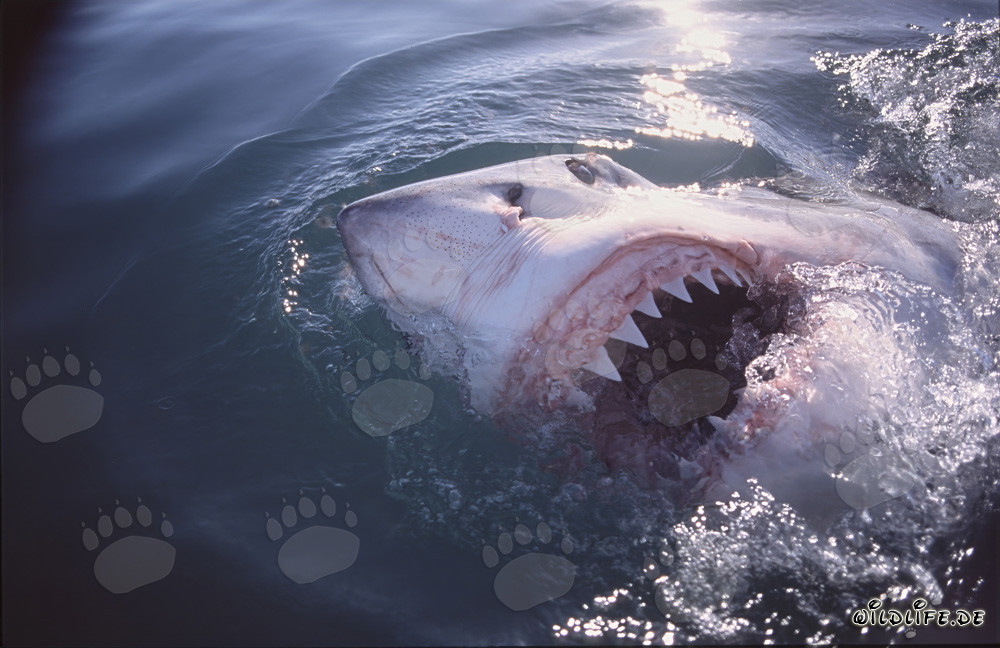 Affascinante squalo bianco mostra i suoi impressionanti denti in superficie