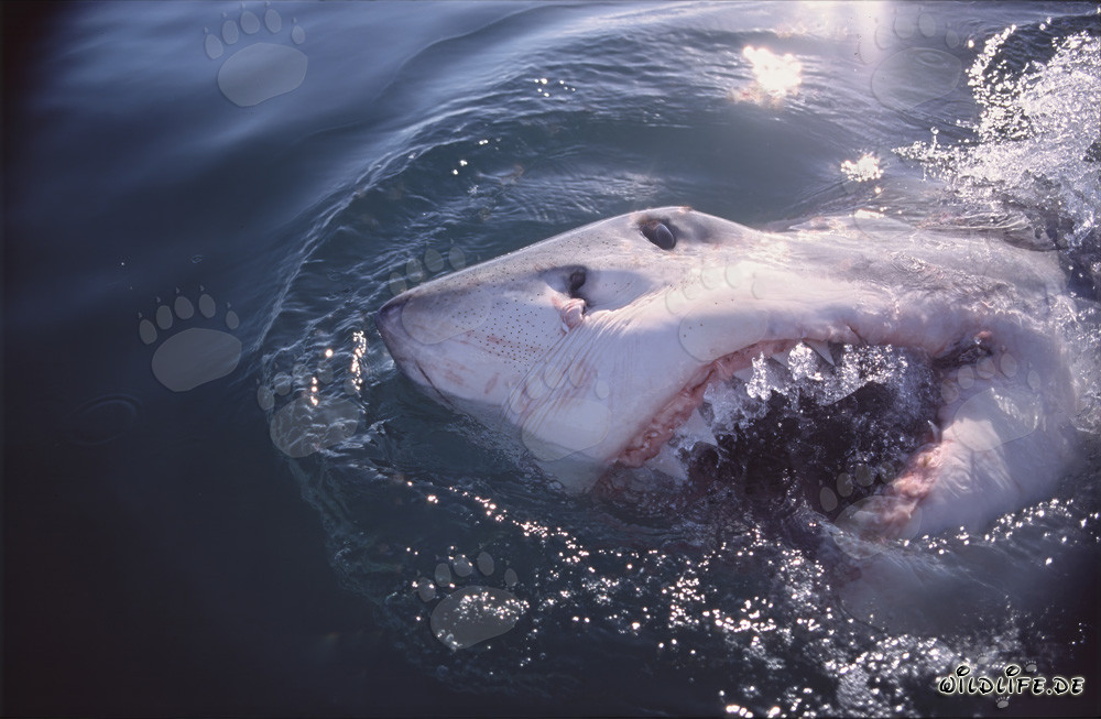 Dramatic breach of the surface by a great white shark
