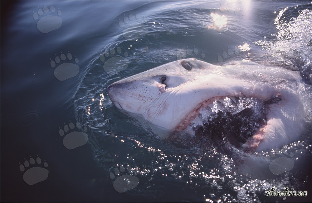 Tiburón blanco rompiendo dramáticamente la superficie del mar